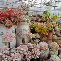 💚 호수다육생활용품💚