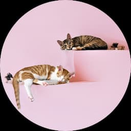 까꿍이네초코캬라멜