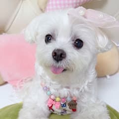 인삼먹는 달콩이💕 