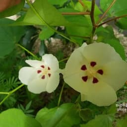  햇살 솜이 🌺 heasal some 🌺 