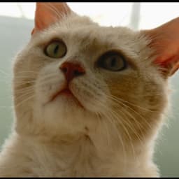 명상고양이 meditation cat