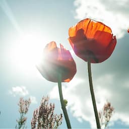 해들녘 Sunlight Begins TAROT