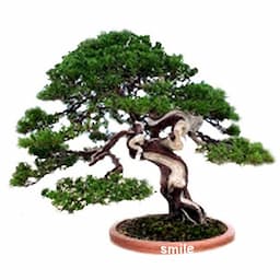 스마일분재경매