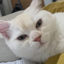 똑띠고양이 근보리