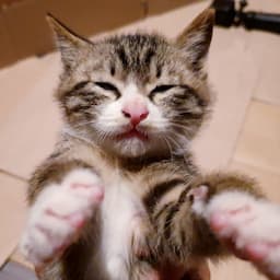 섬아재와고양이