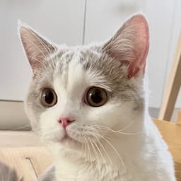 무릎 위에 고양이 아토