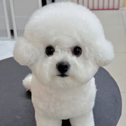 숑숑가족 [Shon Family]