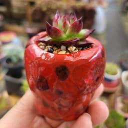 원영다육 서산💖