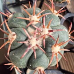 (청명)다육나드리