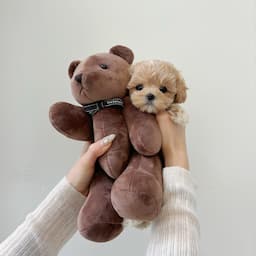 강아지안심분양센터 강아지안심분양