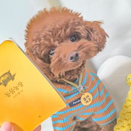 까코  "쮸야네 타이니 푸들"