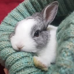 Buuk Buuk 부크부크