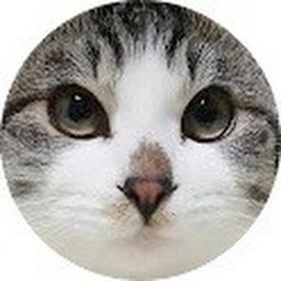 길냥이들 Street Cat