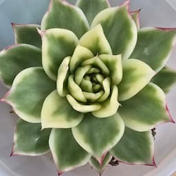 💫쪼아네다육정원💫