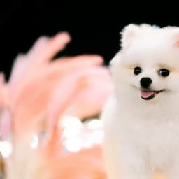 그남자의 멍한여행 Mimi with Travel Man