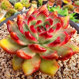 아띠아다육💘succulents多肉植物