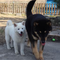 진돗개 텐 패밀리