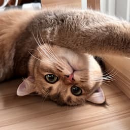 Lilian Leeㅣ광저우 천연원석 라이브