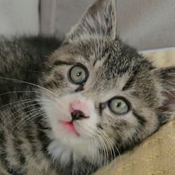 똘망이의 하루(아기 고양이의 행복 일상)