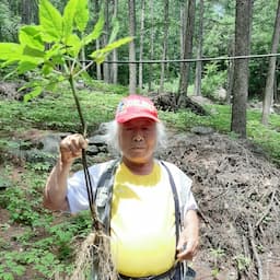 송암명리학 (산삼 지키는 백호)